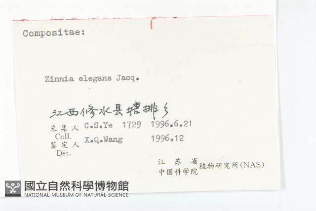 百日菊藏品圖，第3張