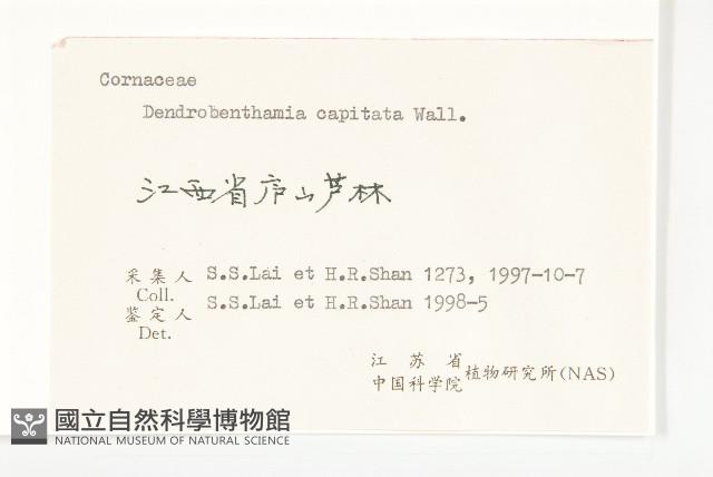 頭狀四照花藏品圖，第3張