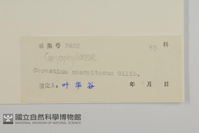 簇生卷耳藏品圖，第3張