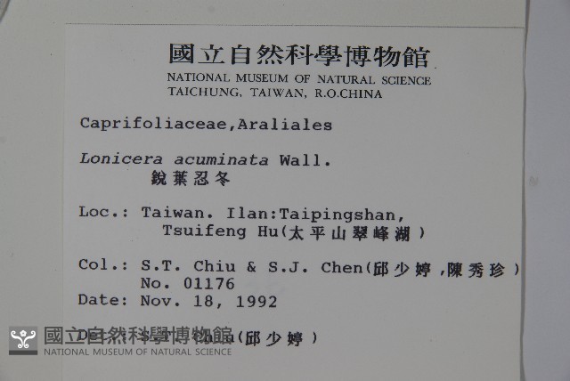 阿里山忍冬、漸尖葉忍冬藏品圖，第2張