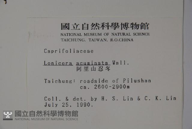 阿里山忍冬、漸尖葉忍冬藏品圖，第2張