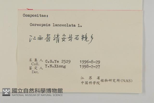 大金雞菊藏品圖，第3張