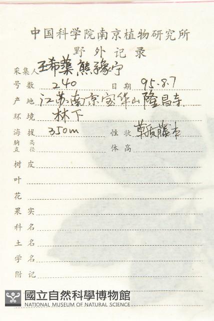 絞股藍藏品圖，第2張