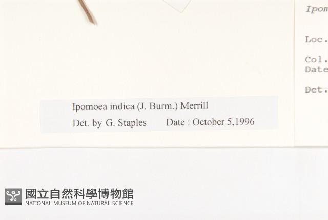 銳葉牽牛藏品圖，第3張