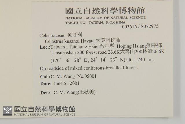 大葉南蛇藤藏品圖，第2張