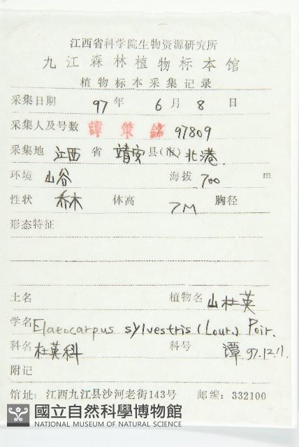 杜英、山杜英、蘭嶼杜英藏品圖，第2張