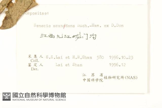 蔓黃菀藏品圖，第3張