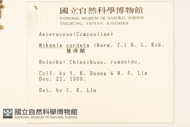 蔓澤蘭藏品圖，第2張