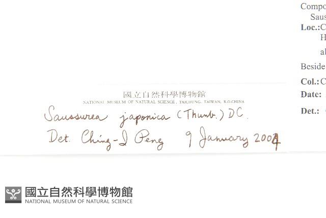 鳳毛菊藏品圖，第3張