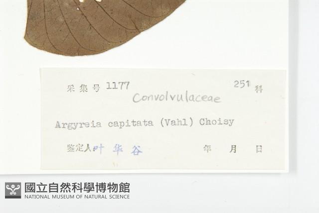 頭花銀背藤藏品圖，第3張