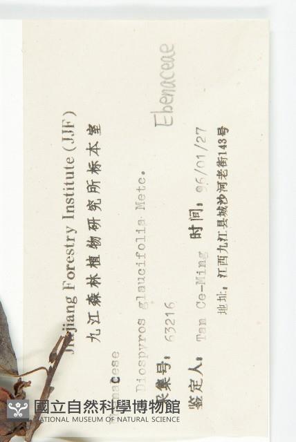 浙江柿藏品圖，第3張