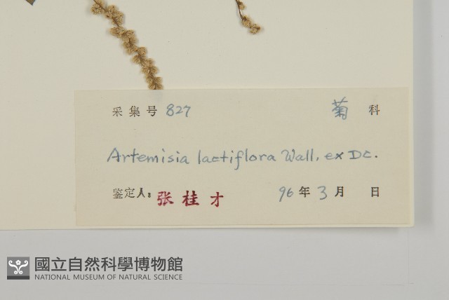 角菜、珍珠菜藏品圖，第3張