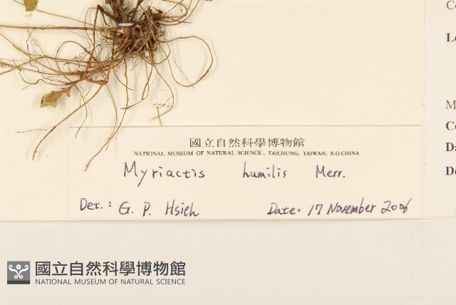 矮菊藏品圖，第3張