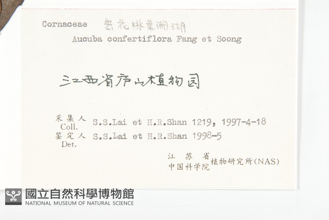 密花桃葉珊瑚藏品圖，第3張