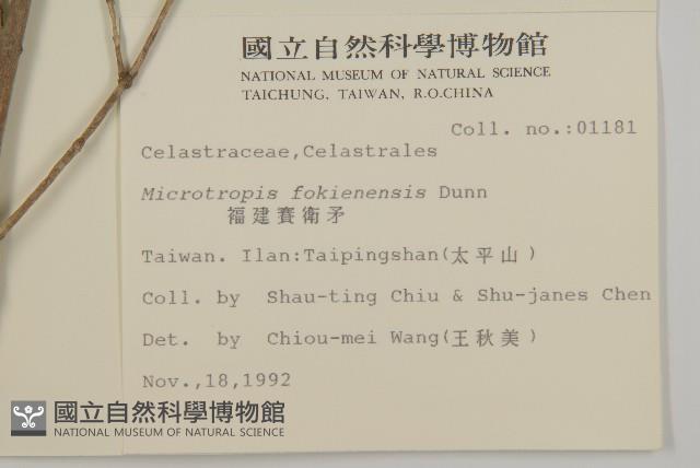 福建賽衛矛、福建假衛矛藏品圖，第2張