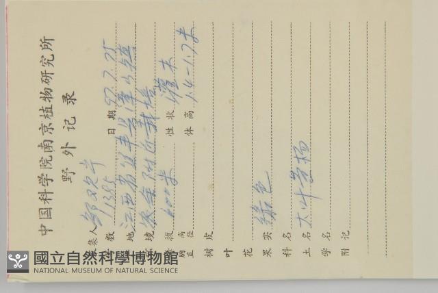 日本衛矛, 大葉黃楊藏品圖，第2張