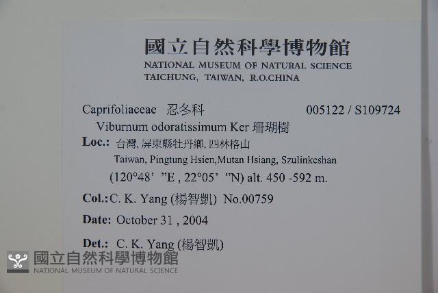 珊瑚樹藏品圖，第2張