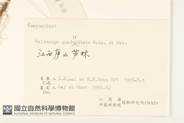 粗毛小米菊藏品圖，第3張