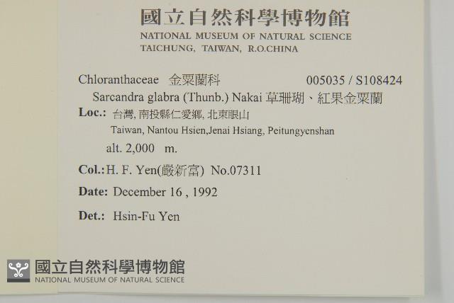 草珊瑚、紅果金粟蘭藏品圖，第2張