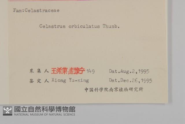 南蛇藤藏品圖，第3張