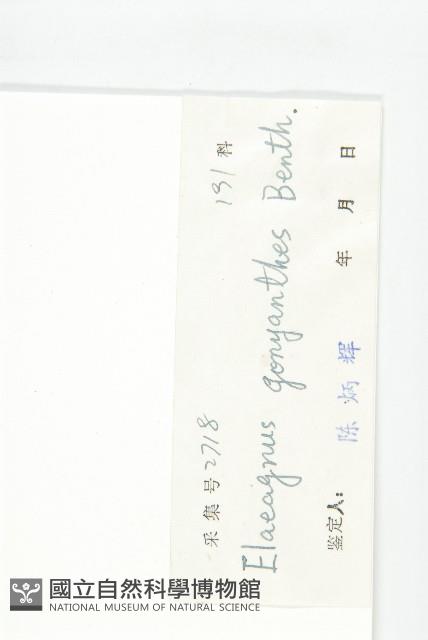 角花胡頹子藏品圖，第3張