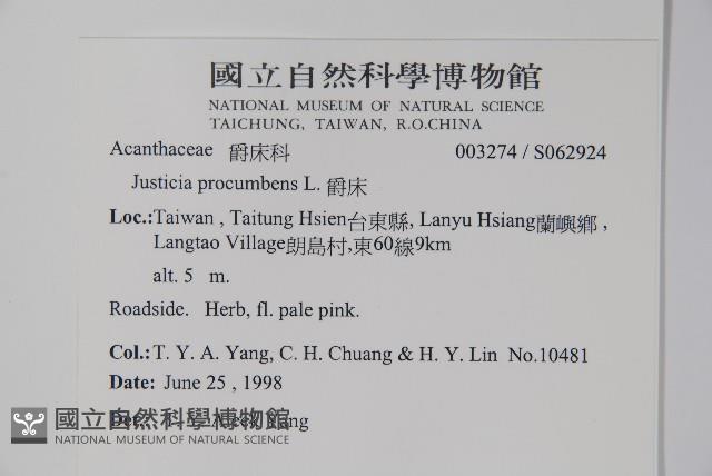 爵床藏品圖，第2張