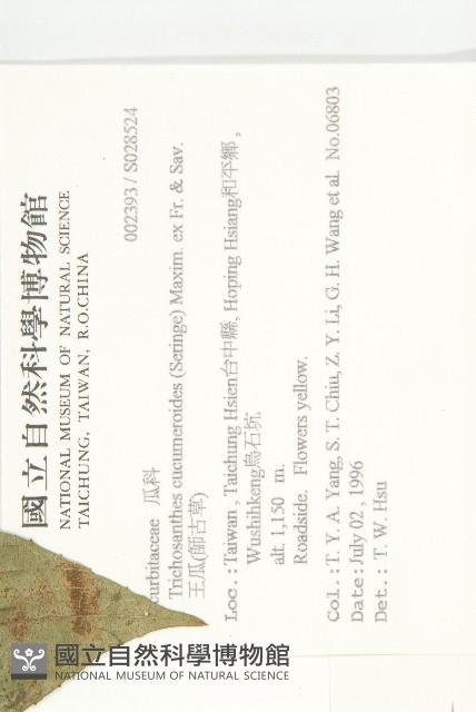 斑花青牛膽藏品圖，第2張