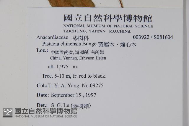 黃連木、爛心木藏品圖，第2張