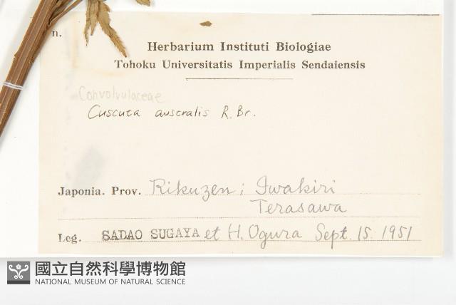 菟絲子藏品圖，第2張