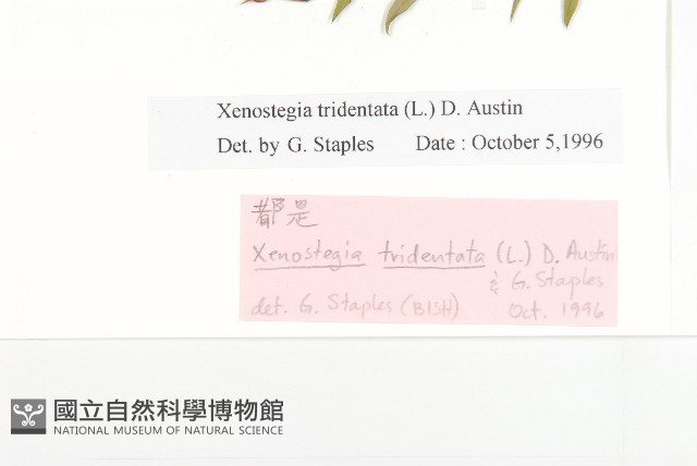 戟葉菜欒藤藏品圖，第3張