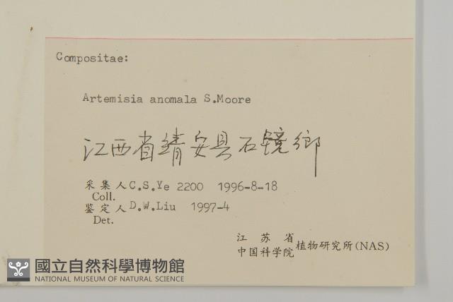 珍珠蒿、奇蒿藏品圖，第3張