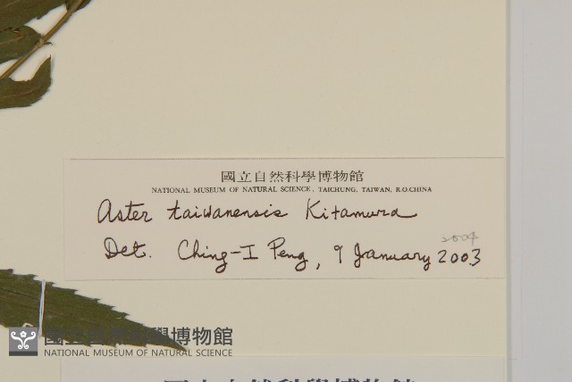 臺灣馬蘭藏品圖，第3張