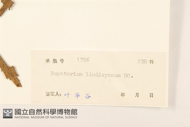 林氏澤蘭藏品圖，第3張