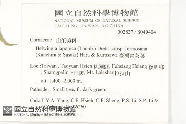 臺灣青莢葉藏品圖，第2張