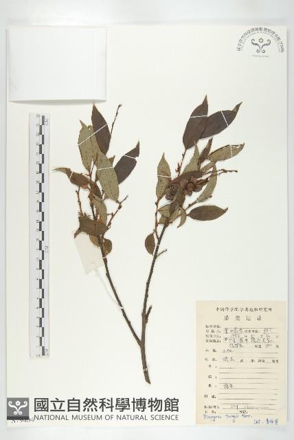 延平柿藏品圖，第3張