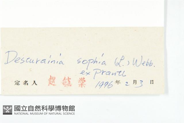 播娘蒿藏品圖，第3張