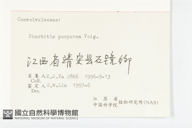 圓葉牽牛藏品圖，第3張