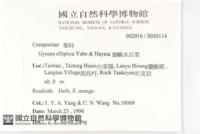 蘭嶼木耳菜藏品圖，第2張