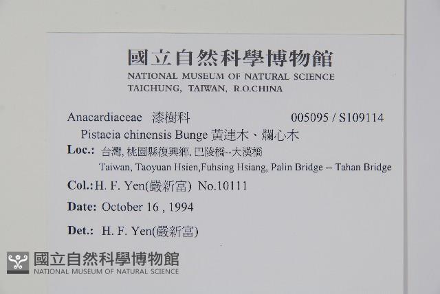 黃連木、爛心木藏品圖，第2張