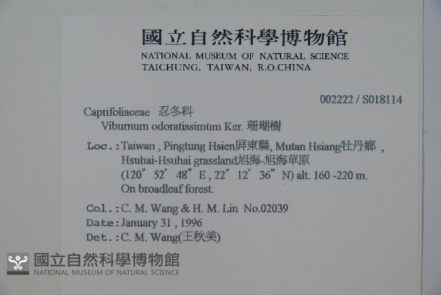 珊瑚樹藏品圖，第2張