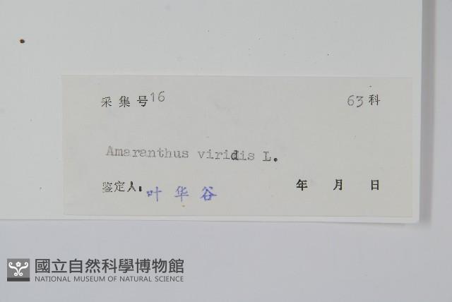 野莧菜藏品圖，第2張