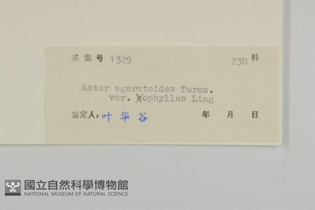 卵葉紫菀藏品圖，第3張