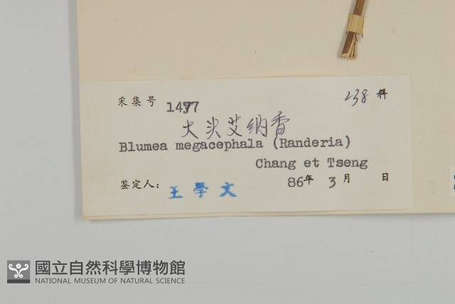 大頭艾納香藏品圖，第3張