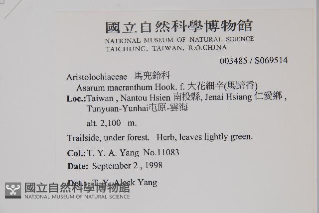 大花細辛、馬蹄香藏品圖，第2張