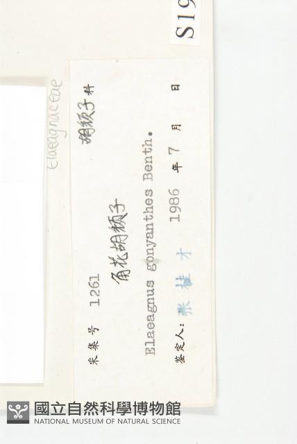 角花胡頹子藏品圖，第3張