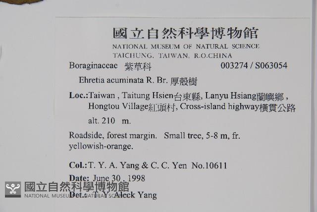 厚殼樹藏品圖，第2張