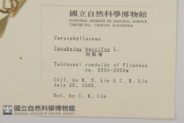 狗筋蔓藏品圖，第2張