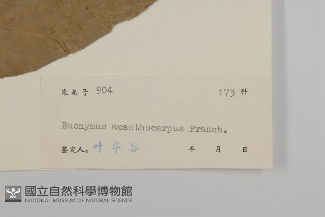 刺果衛矛藏品圖，第3張