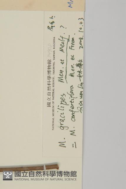 密花假衛矛藏品圖，第3張