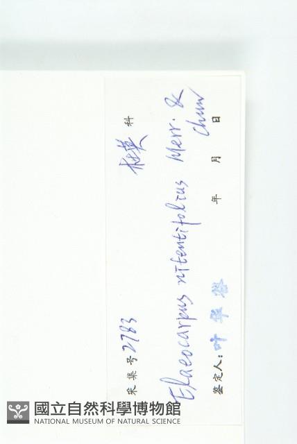 亮葉杜英藏品圖，第3張